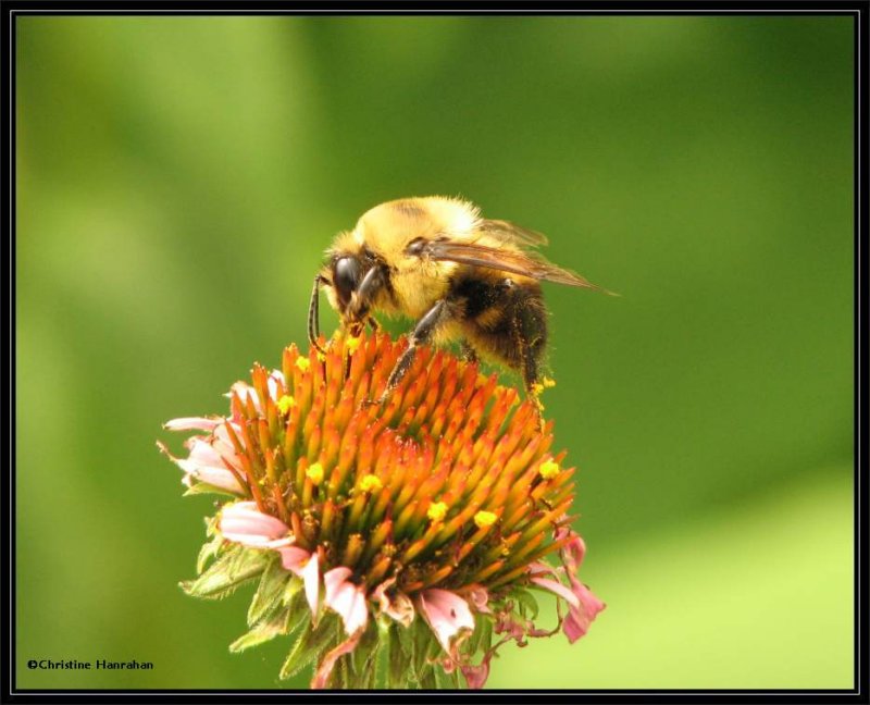 Bumble bee on coneflower