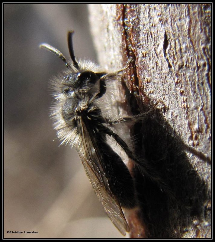 Andrenid bee eating Red Maple sap