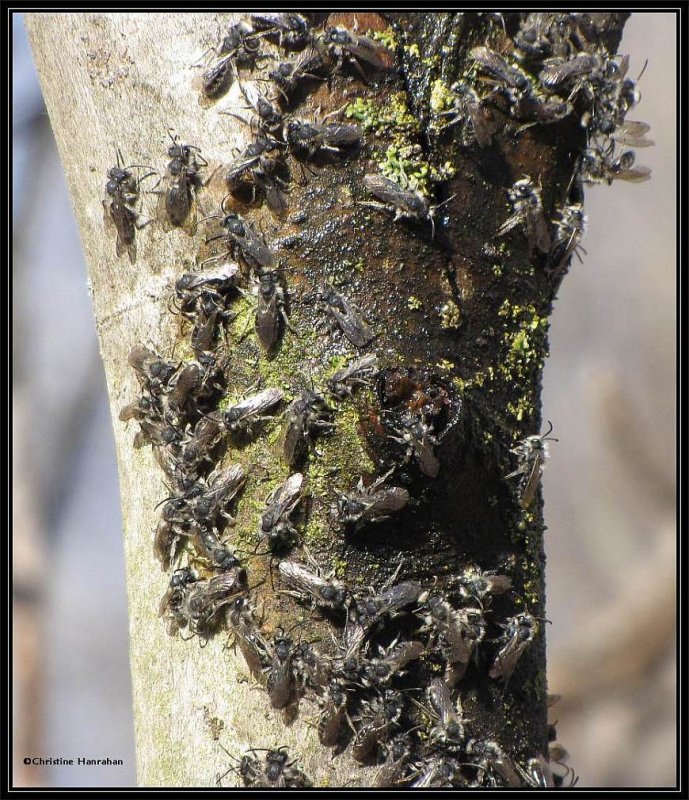 Andrenid bees on Red Maple sap