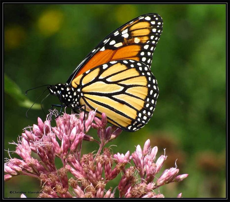 Monarch butterfly (Danaus plexippus)on Joe-pye-weed
