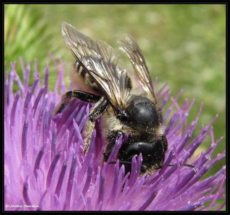 Leafcutter bee (Megachile) on Canada thistle