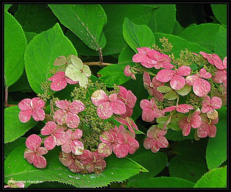 Hydrangea flowers