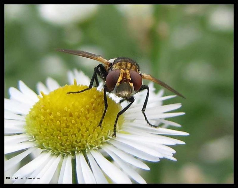 Hover fly on Ox-eye daisy