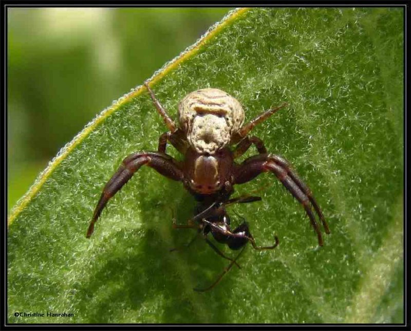 Ground crab spider (Xysticus) with ant