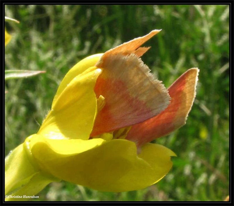 Two Primrose moths (Schinia florida) #11164, in Evening primrose