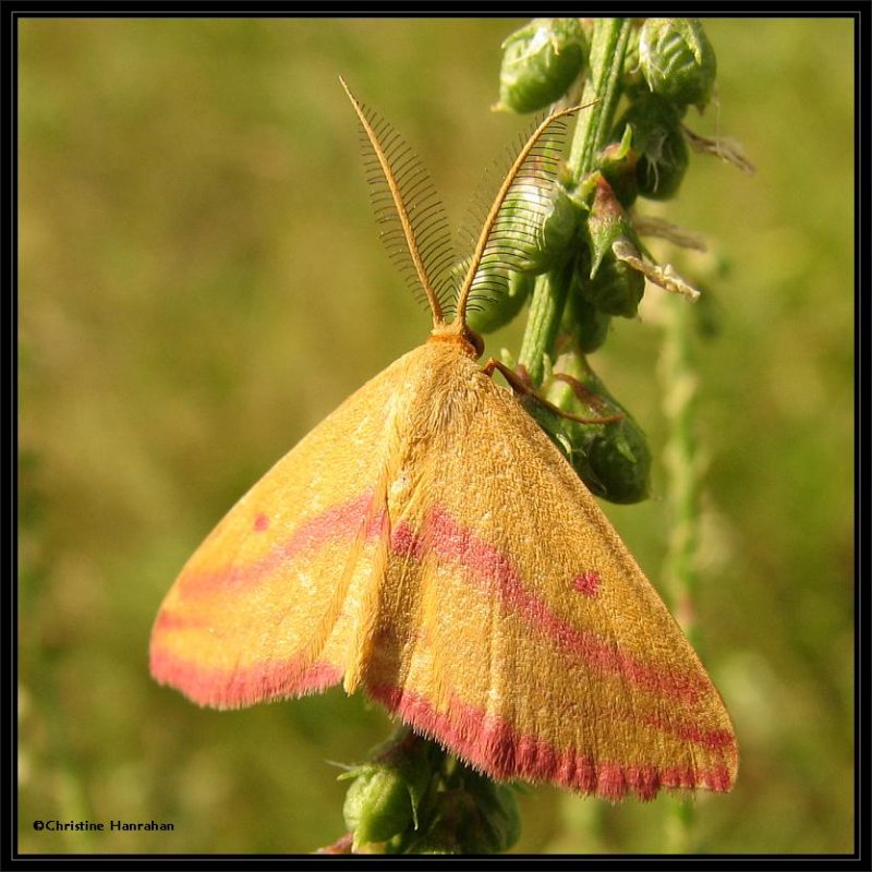 Geometer (or Inchworm)  moths (Geometridae) 6256 to 7648