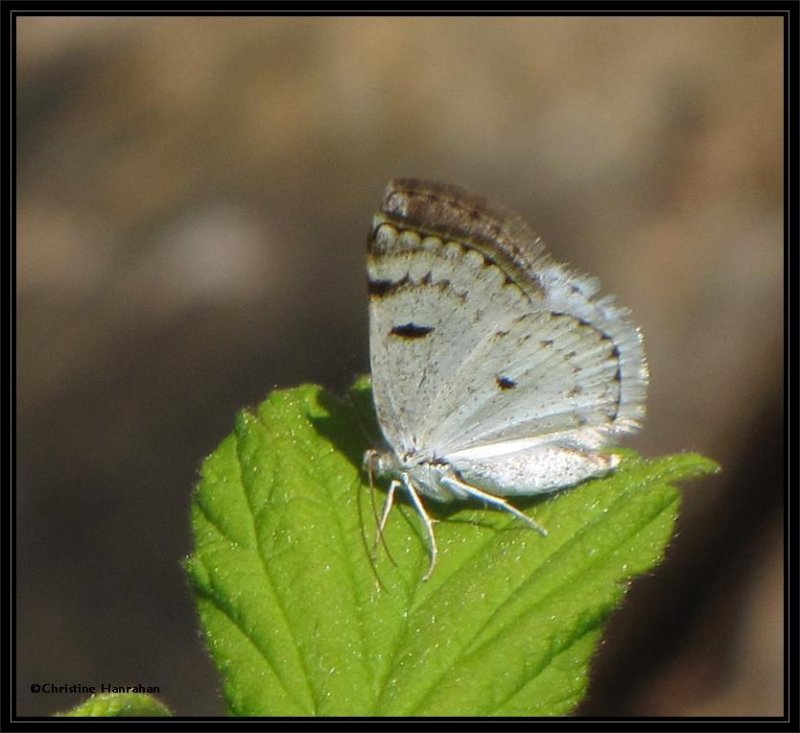 Bluish spring moth (<em>Lomographa semiclarata</em>) #6666