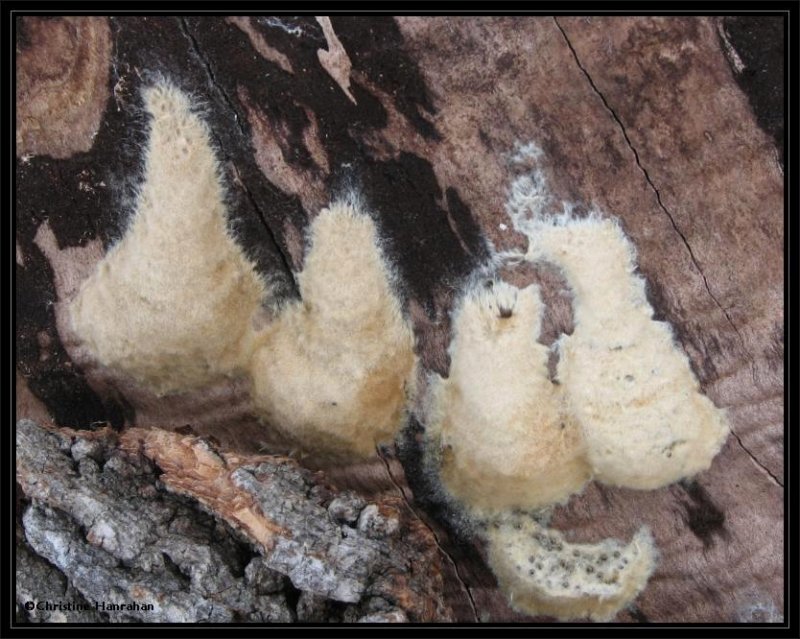 Gypsy moth eggs (Lymantria dispar) #8318