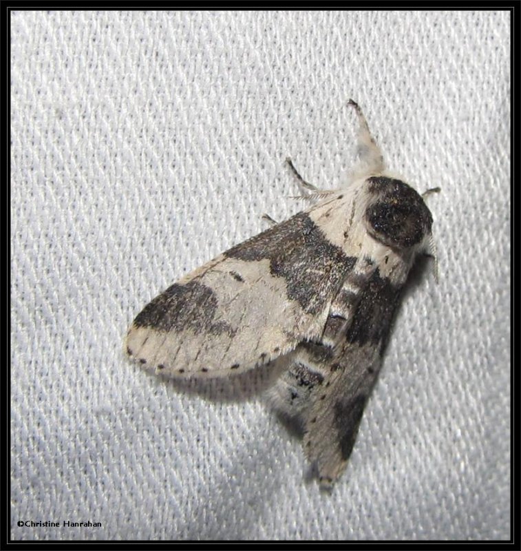 Modest furcula (Furcula modesta) #7941