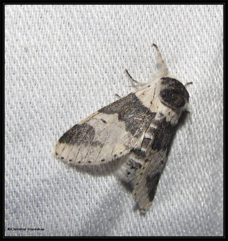 Modest furcula (Furcula modesta)  #7941