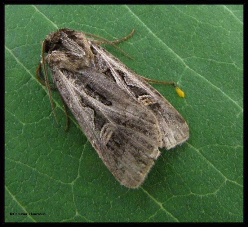 Dingy cutworm moth (Feltia jaculifera ) , #10670 ??