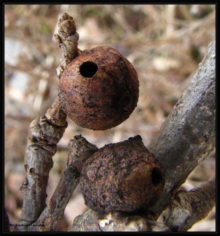 Rough bullet gall on bur oak