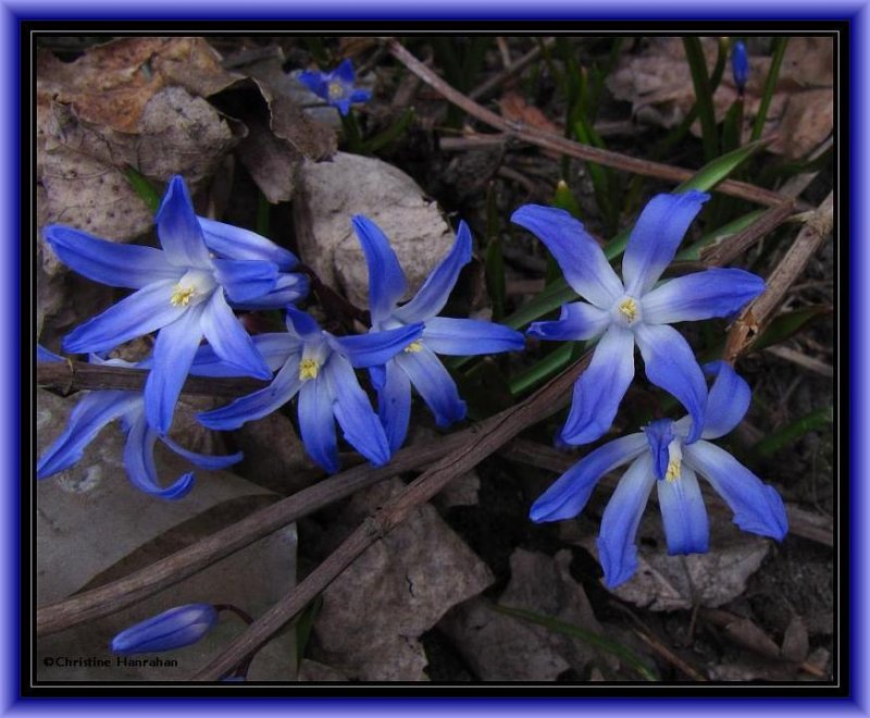 Glory-of-the-snow Chionodoxa)