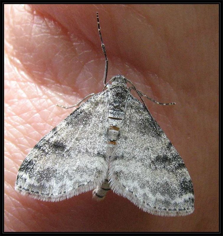 Powdered bigwing moth (Lobophora nivigerata), #7640