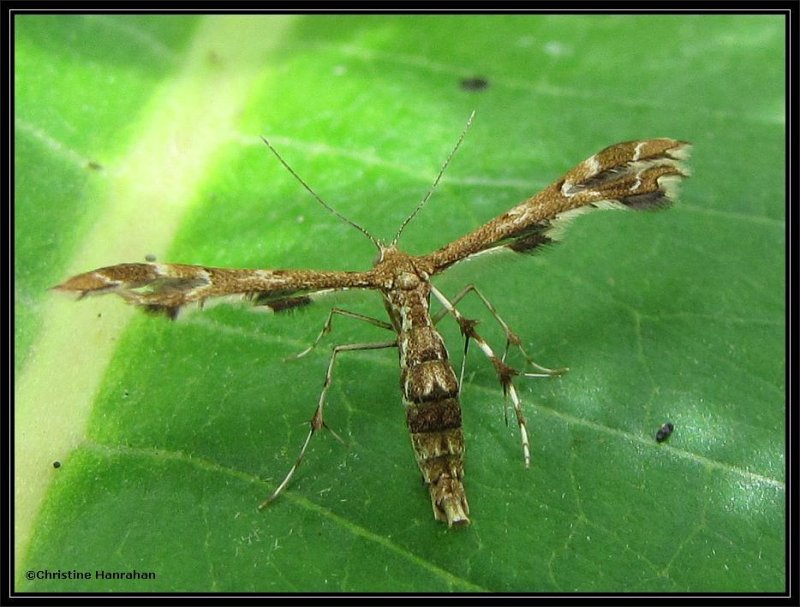 Plume Moths (Family: Pterophoridae) 6091 to 6234