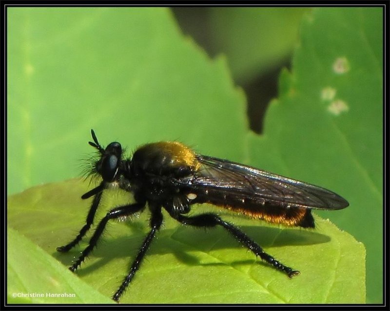 Robber fly (Laphria sericea)