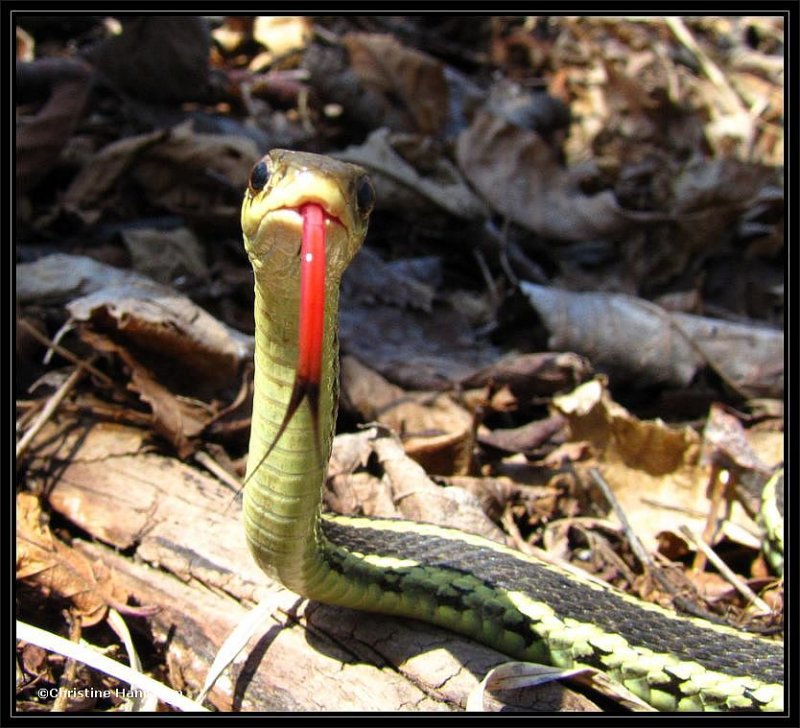 Garter snake