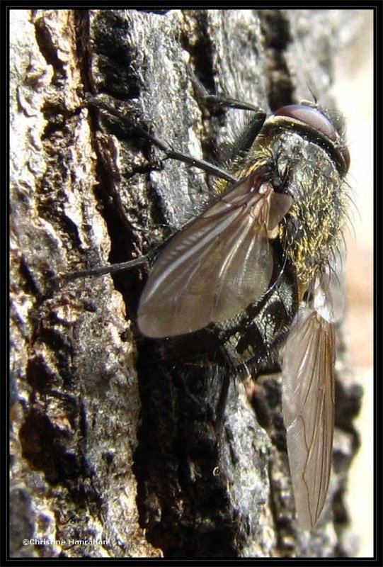 Cluster fly (Pollenia)