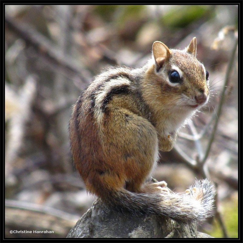 Chipmunk