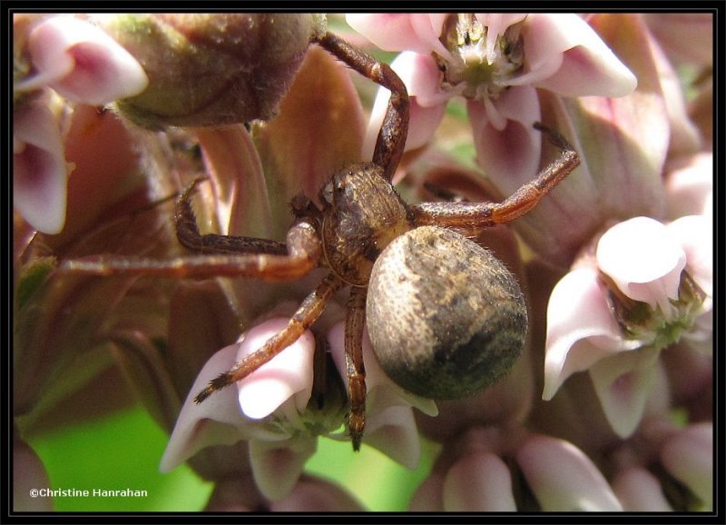 Ground crab spider  (Xysticus )