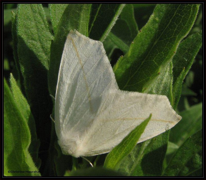 White slantline (Tetracis cachexiata)  #6974