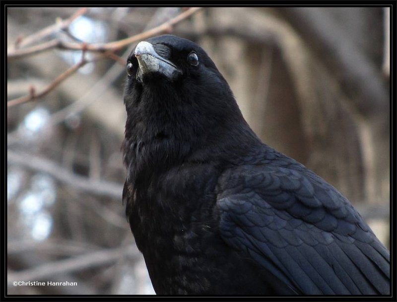 American crow