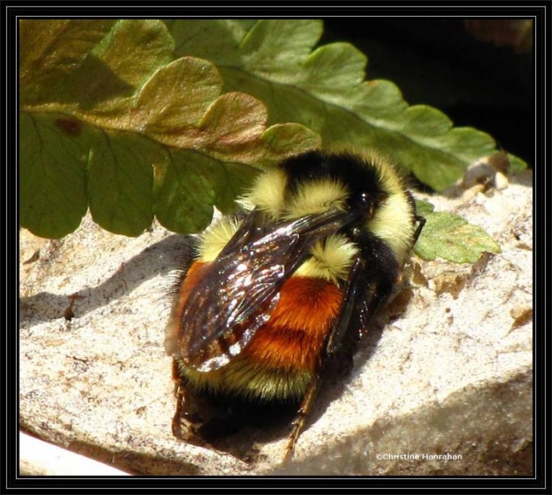 Tricolored bumblebee (Bombus ternarius)