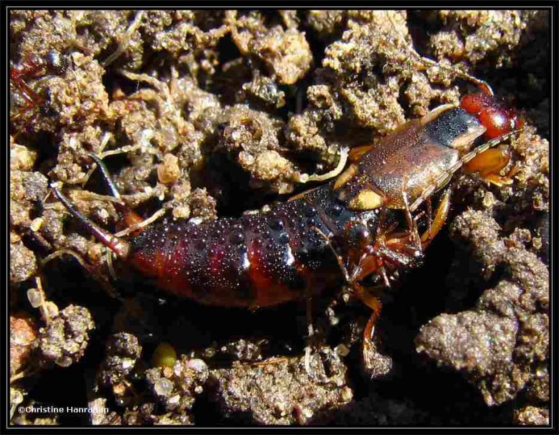  European Earwig (Forficula auricularia), female