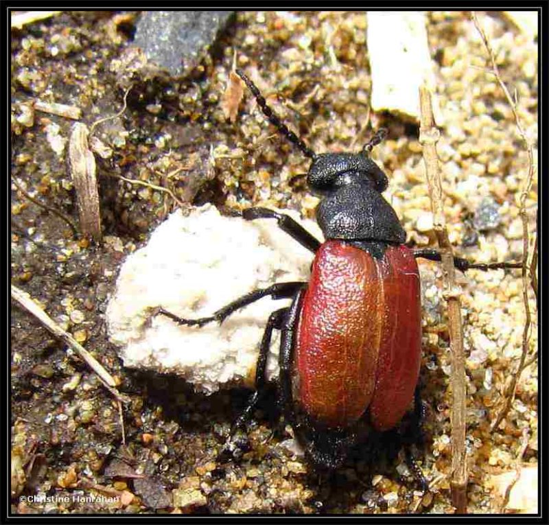 Blister beetle (Tricrania sanguinipennis)