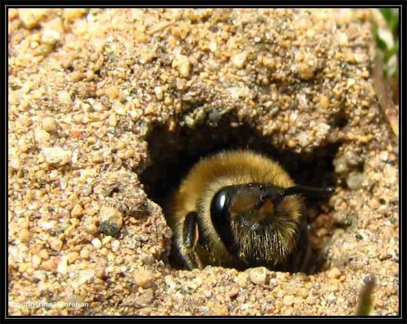Plasterer bee (Colletes sp.) constructing nest site