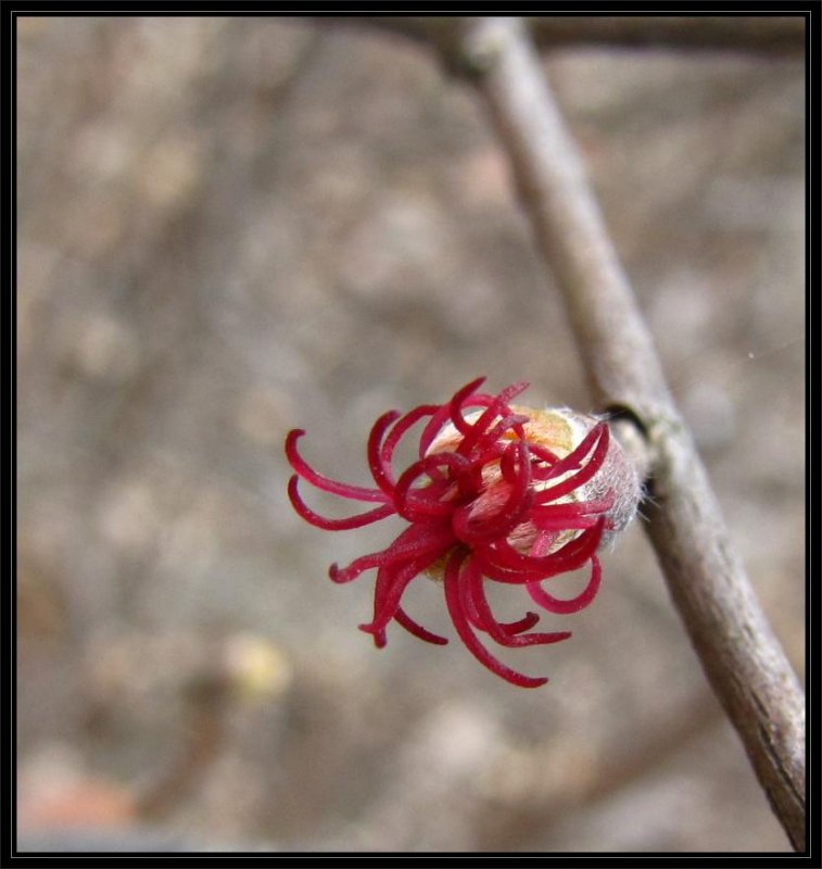 Beaked hazel flower (female) (Corylus cornuta)