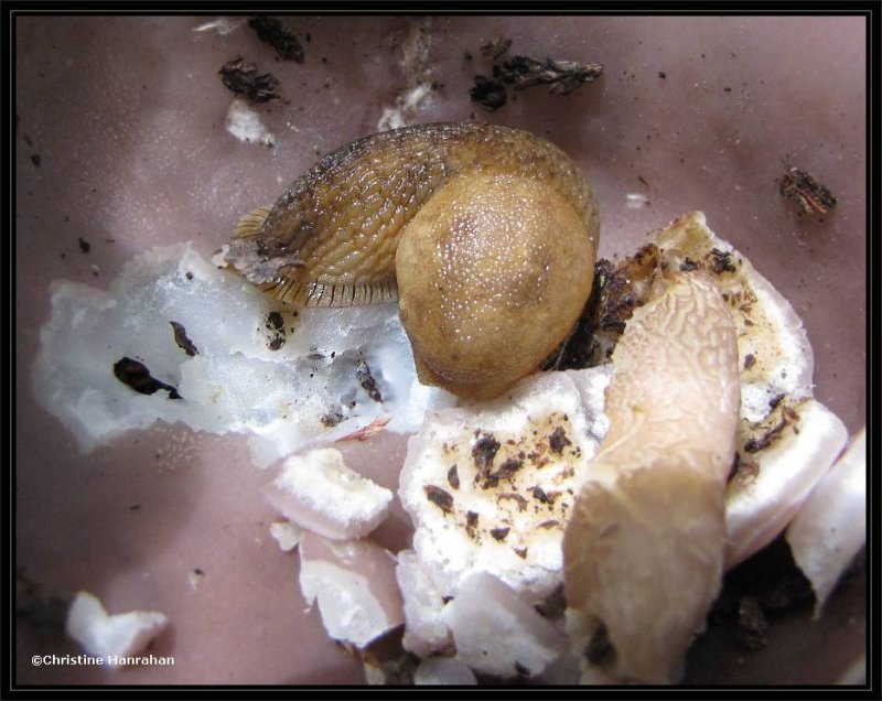 Slug eating Sarcosphaera coronaria