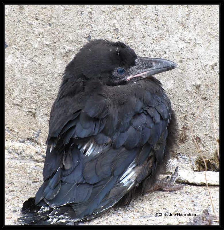 Young Common raven