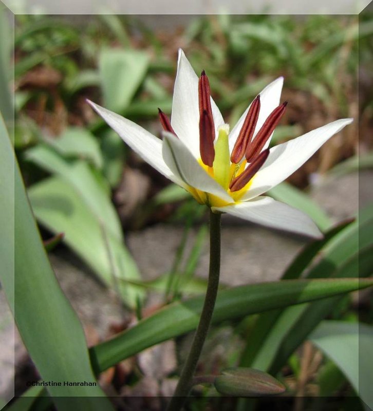 Species tulip