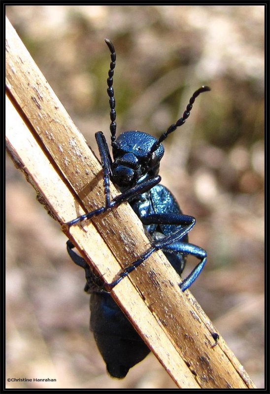 Blister beetle (<em>Meloe</em> sp.), female