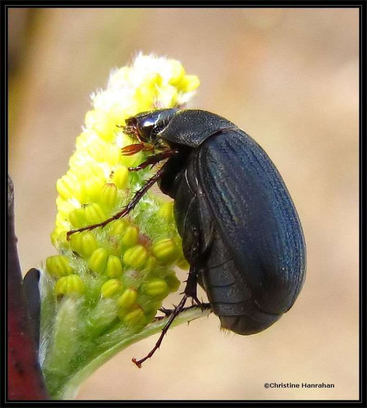 Scarab beetle (Serica sp.)