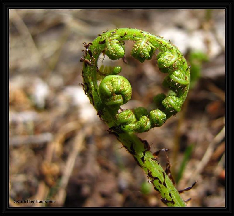 Lady fern (Athyrium filix-femina)