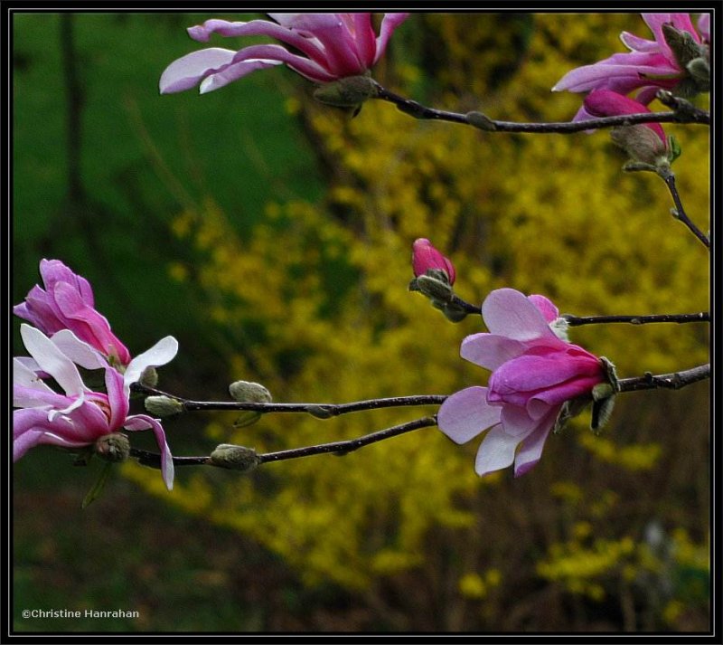 Magnolia against forsythia