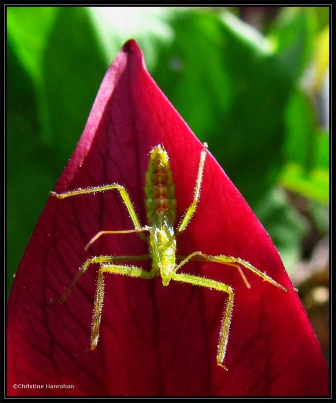 Pale green assassin bug nymph (Zelus luridus sp.) on Red Trillium