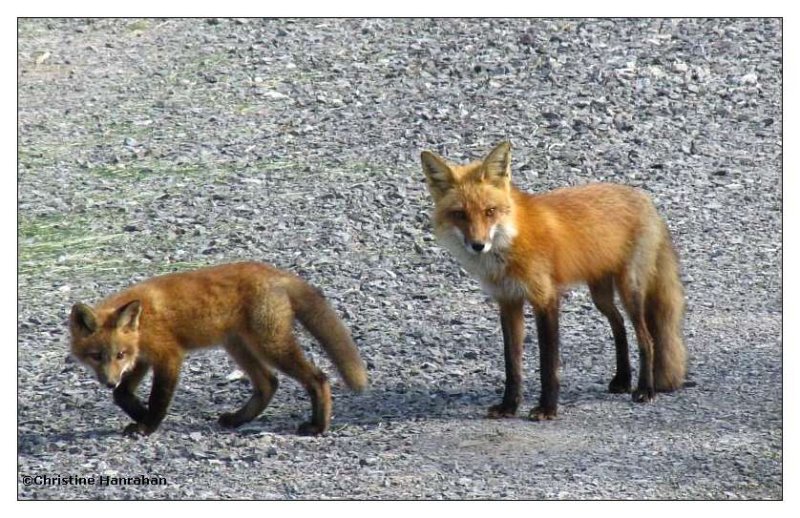 Fox family (Vulpes vulpes)