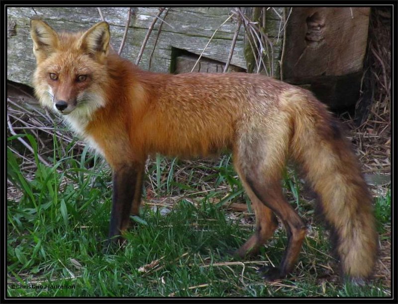 Female red fox (Vulpes vulpes)