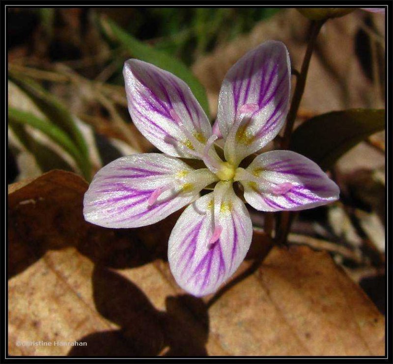 Spring beauty (Claytonia  caroliniana)