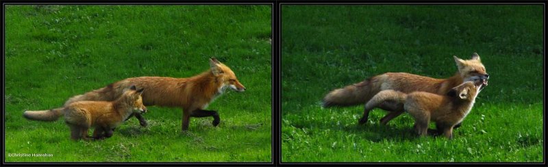 Red fox  (Vulpes vulpes)