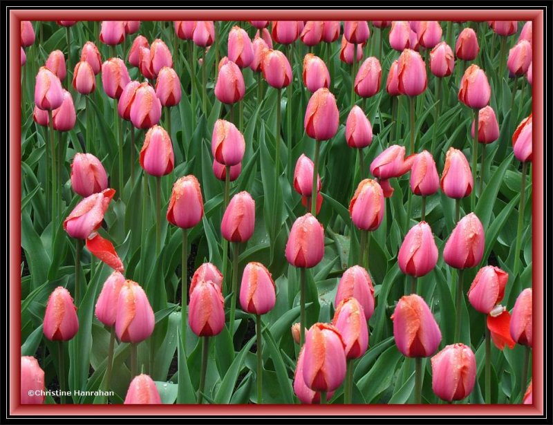 Tulips en masse