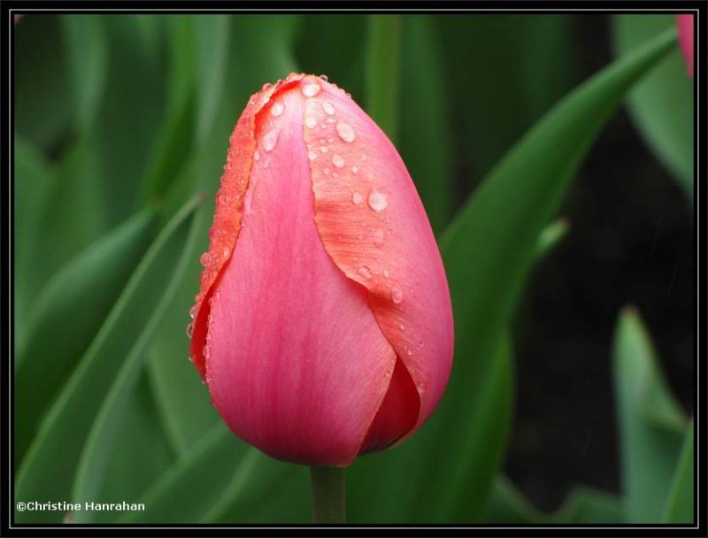 Apricot Beauty tulip