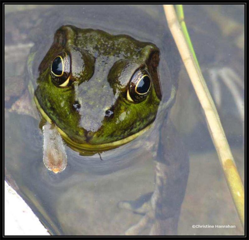 Green Frogs  (Lithobates clamitans)