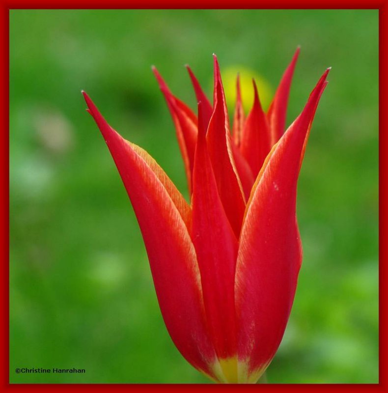 From my garden:  Tulip