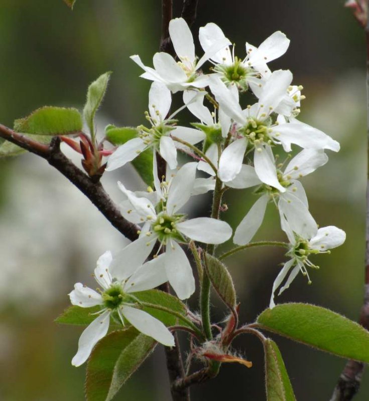 Serviceberry (Amelanchier)
