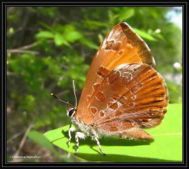 Harvester  (Feniseca tarquinius)