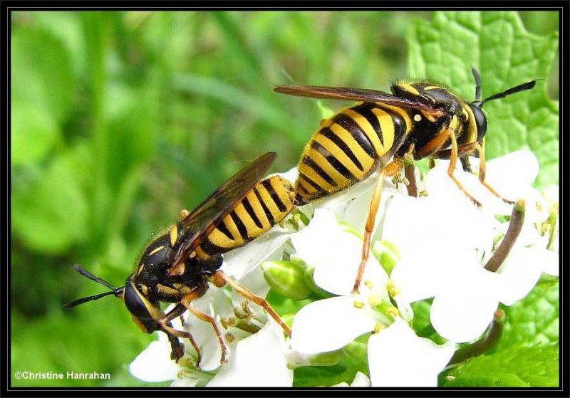 Hover flies (Sphecomyia vittata), a wasp mimic
